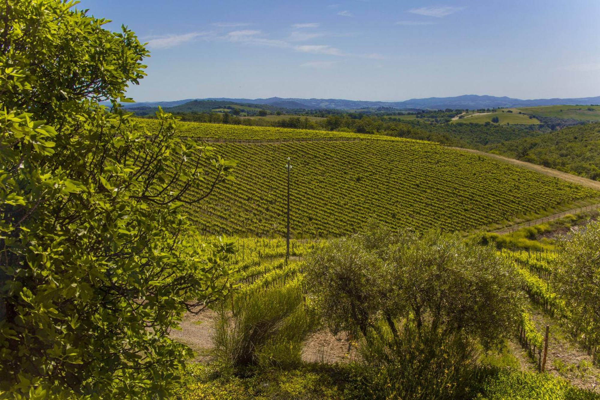 Bauernhof Fattoria Di Magliano Winery Magliano in Toscana