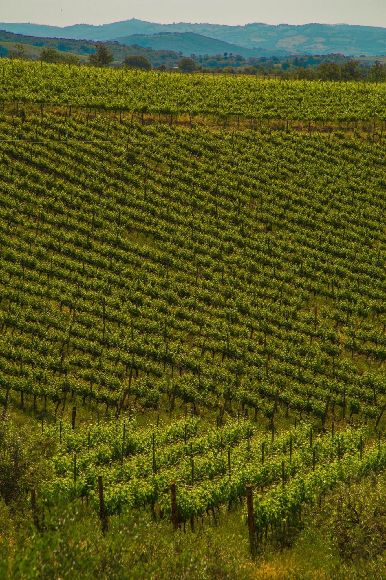 Fattoria Di Magliano Winery Bauernhof