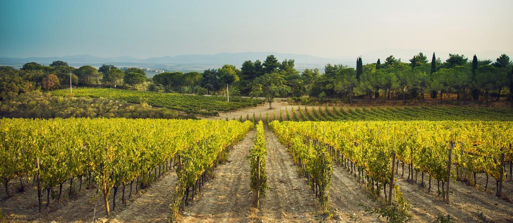 Fattoria Di Magliano Winery